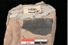 Foto (Detailsansicht) von Quercus palaeoilex Ettingshausen (NHMW-GEO-2024-0188-0806)